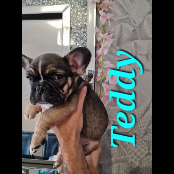 French Bulldog - Both