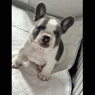 French Bulldog - Both