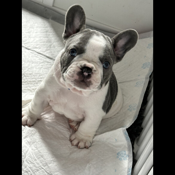 French Bulldog - Both