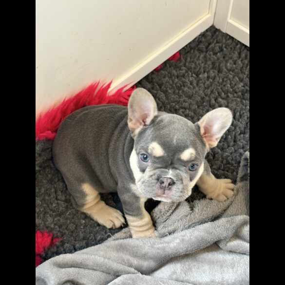 French Bulldog - Both