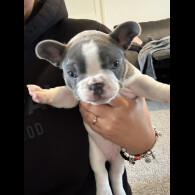 French Bulldog - Both