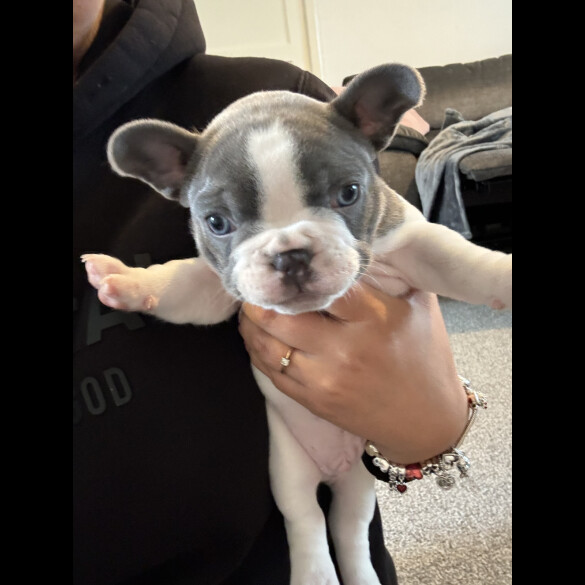 French Bulldog - Both