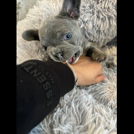 French Bulldog - Both
