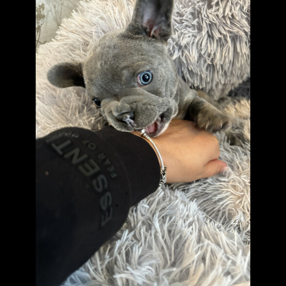 French Bulldog - Both