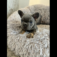 French Bulldog - Both
