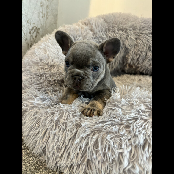 French Bulldog - Both