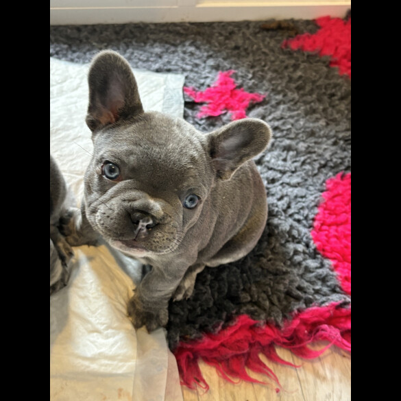 French Bulldog - Both