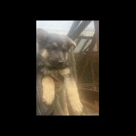 German Shepherd (Alsatian) - Both