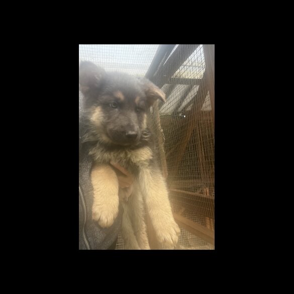 German Shepherd (Alsatian) - Both