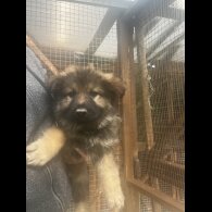 German Shepherd (Alsatian) - Both
