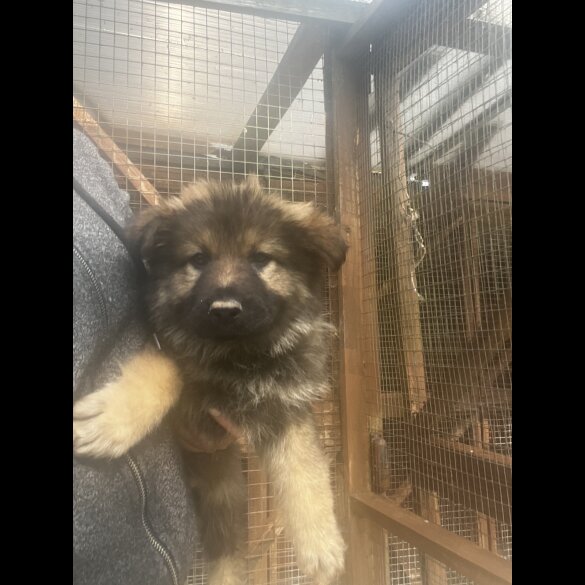 German Shepherd (Alsatian) - Both