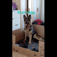German Shepherd (Alsatian) - Both