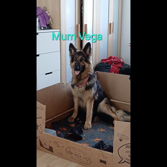 German Shepherd (Alsatian) - Both