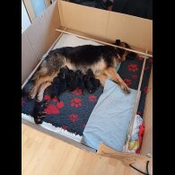 German Shepherd (Alsatian) - Both