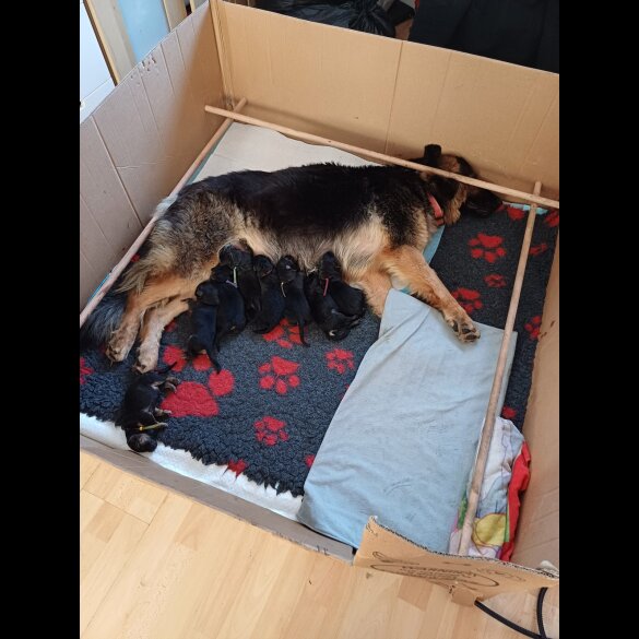 German Shepherd (Alsatian) - Both