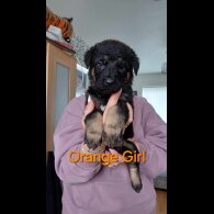 German Shepherd (Alsatian) - Both
