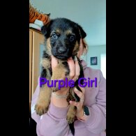 German Shepherd (Alsatian) - Both