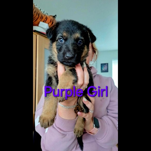 German Shepherd (Alsatian) - Both