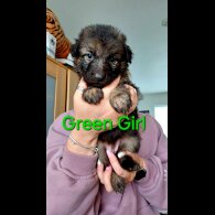 German Shepherd (Alsatian) - Both