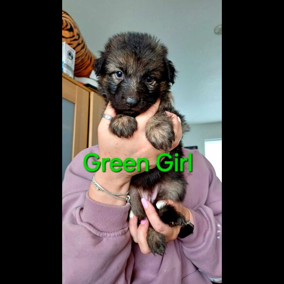 German Shepherd (Alsatian) - Both