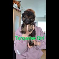 German Shepherd (Alsatian) - Both