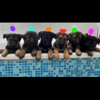 German Shepherd (Alsatian) - Both