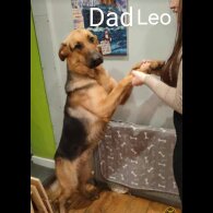 German Shepherd (Alsatian) - Both