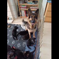 German Shepherd (Alsatian) - Both