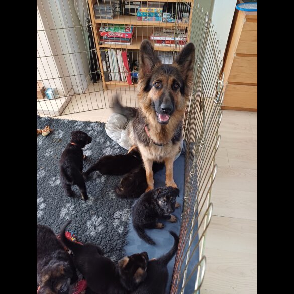 German Shepherd (Alsatian) - Both