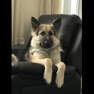 German Shepherd (Alsatian) - Both