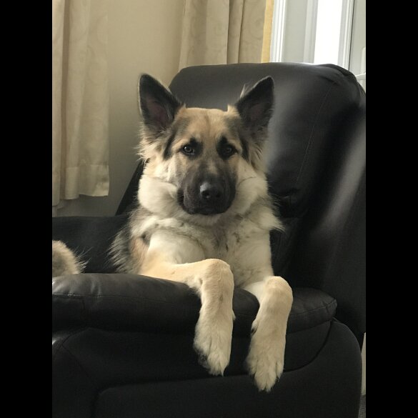 German Shepherd (Alsatian) - Both