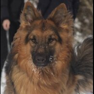 German Shepherd (Alsatian) - Both