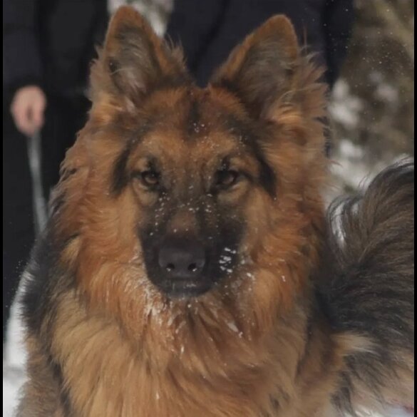 German Shepherd (Alsatian) - Both