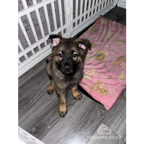 Jinopo line German Shepherds