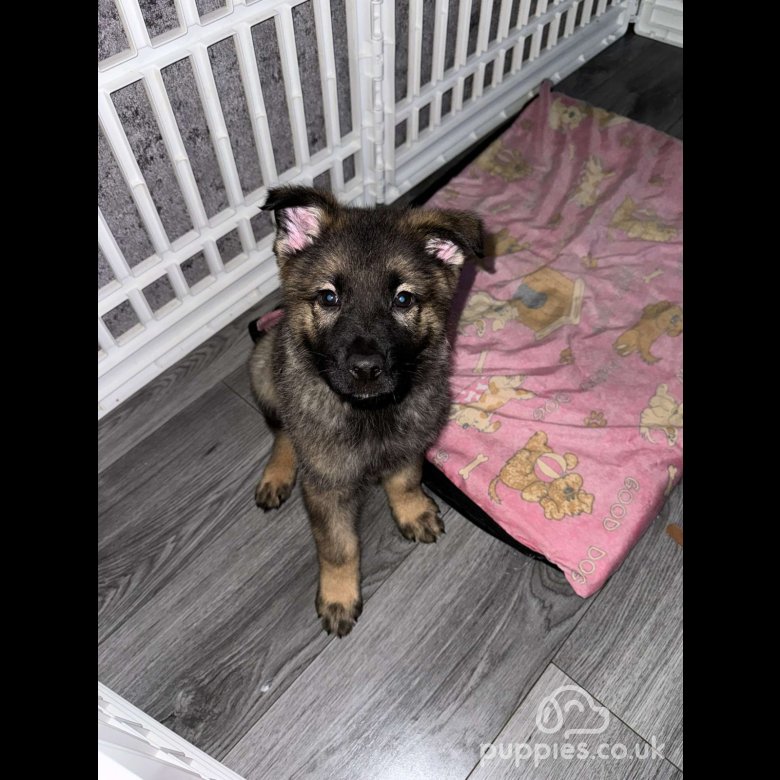 Jinopo puppy price hotsell