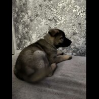 German Shepherd (Alsatian) - Both