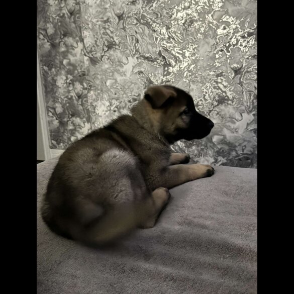 German Shepherd (Alsatian) - Both