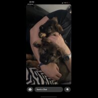 German Shepherd (Alsatian) - Both