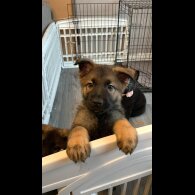 German Shepherd (Alsatian) - Both
