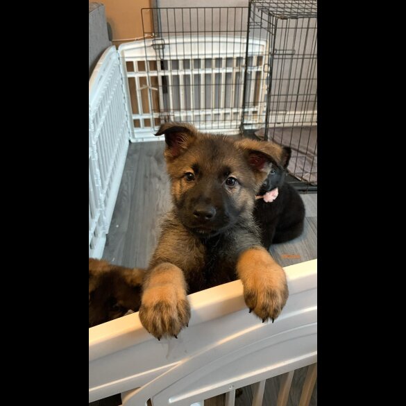 German Shepherd (Alsatian) - Both