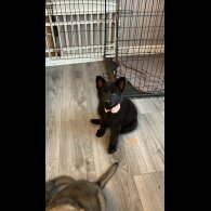 German Shepherd (Alsatian) - Both