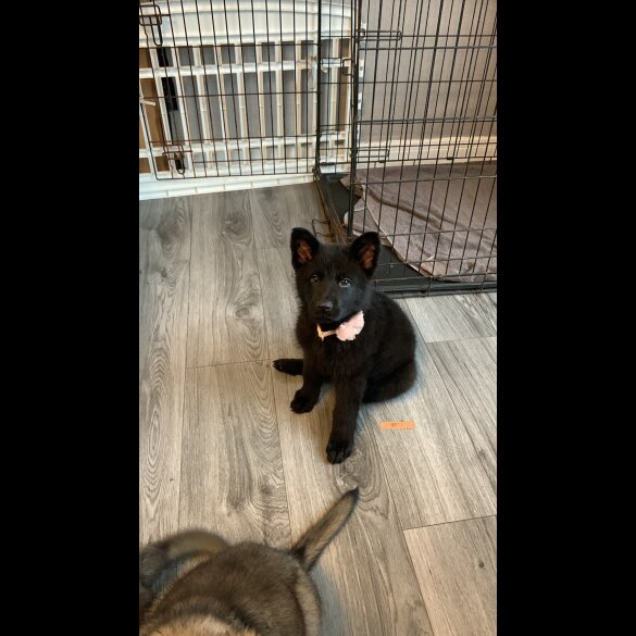 German Shepherd (Alsatian) - Both