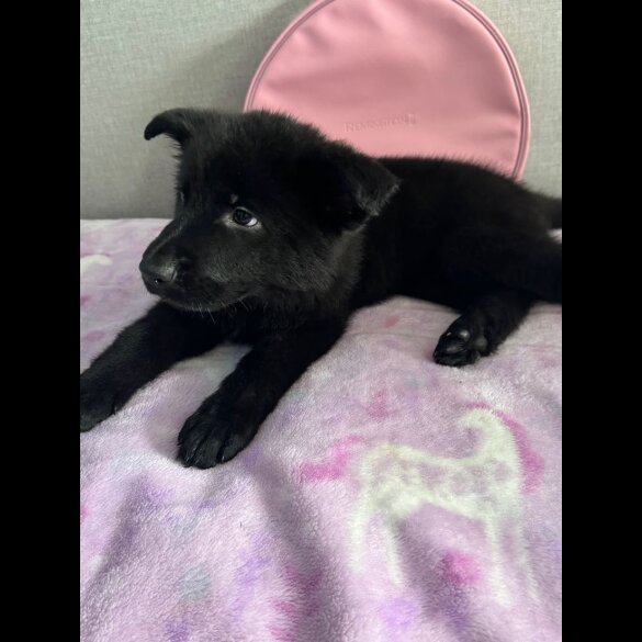 German Shepherd (Alsatian) - Both