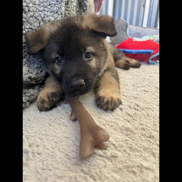 German Shepherd (Alsatian) - Both
