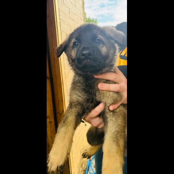 German Shepherd (Alsatian) - Both
