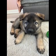German Shepherd (Alsatian) - Both