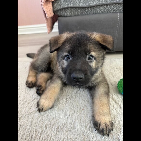 German Shepherd (Alsatian) - Both