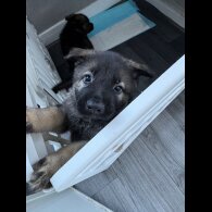 German Shepherd (Alsatian) - Both