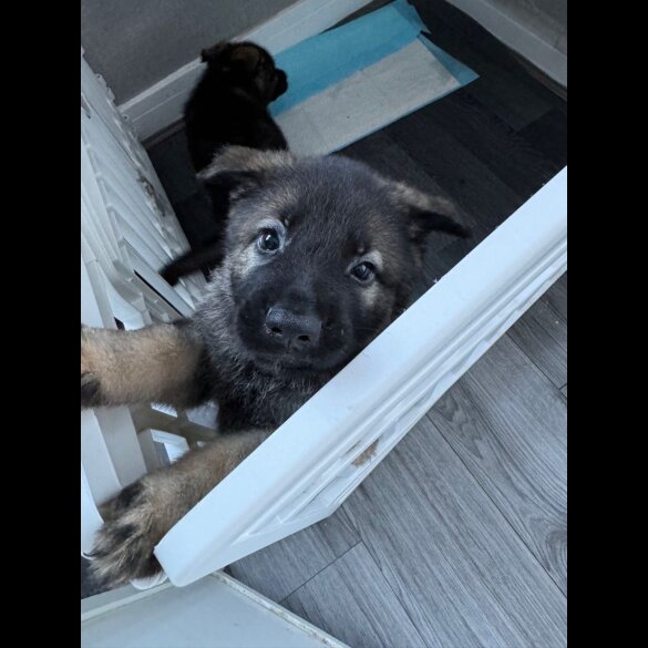 German Shepherd (Alsatian) - Both