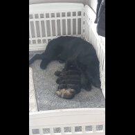 German Shepherd (Alsatian) - Both